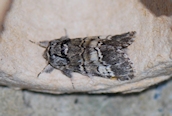Lunar Marbled Brown