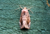Lunar-spotted Pinion