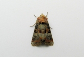 Minor Shoulder-knot