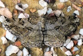 Mottled Beauty