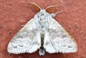Pale Tussock
