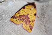 Pink-barred Sallow
