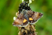 Small Yellow Underwing