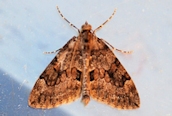 Spruce Carpet