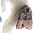 Tawny Marbled Minor