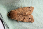 Twin-spotted Quaker