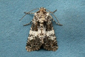Varied Coronet