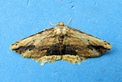 Waved Umber