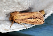 Webb's Wainscott