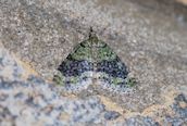 Yellow-barred Brindle