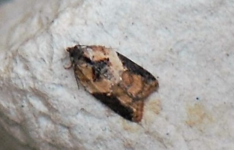 Acleris schalleriana