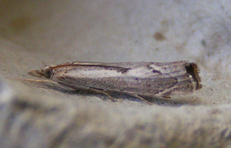 Agriphila geniculea