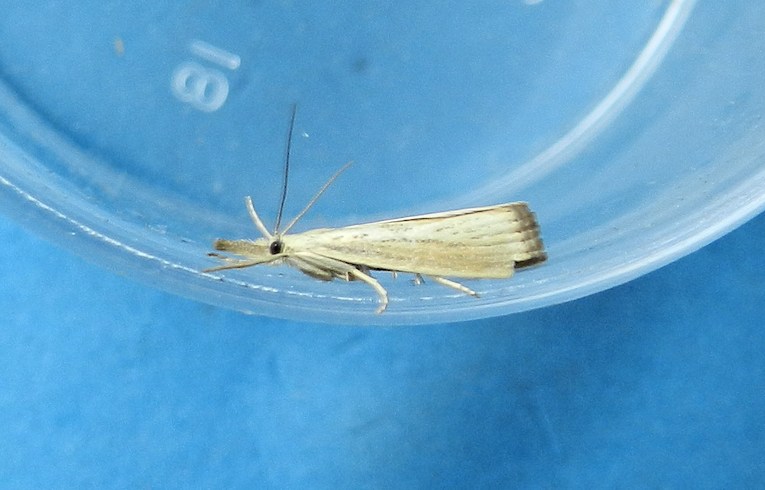 Agriphila straminella