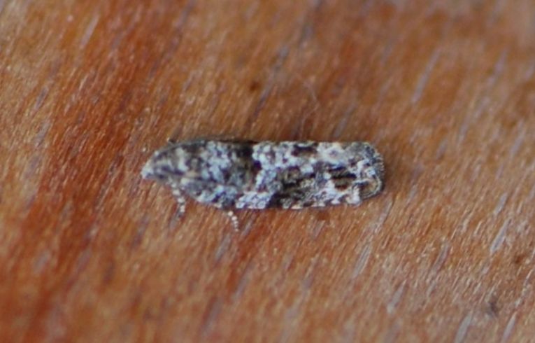 Ancylis achatana