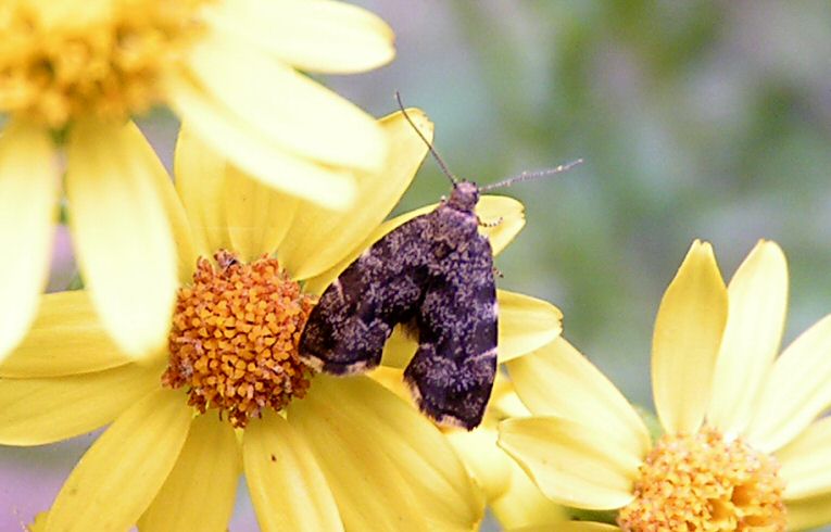 Anthophila fabricana