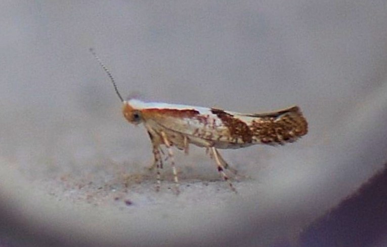 Argyresthia bonnetella