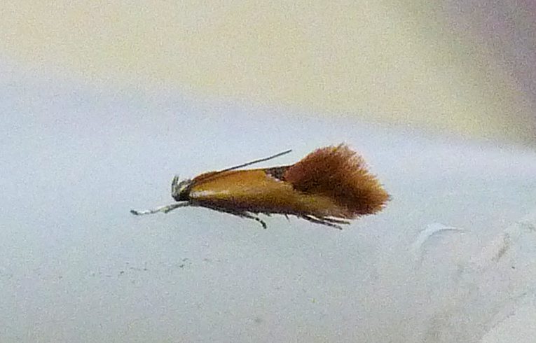 Batia lunaris