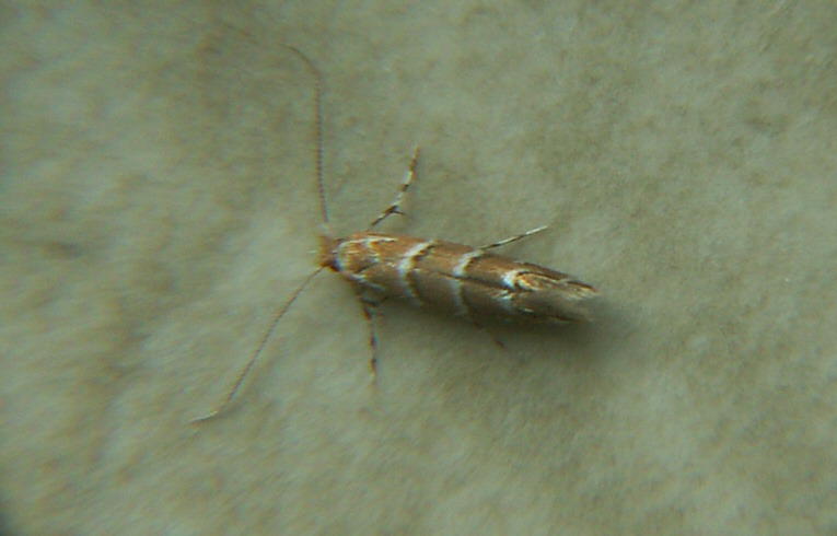 Cameraria ohridella