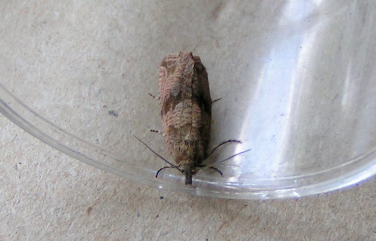 Celypha striana