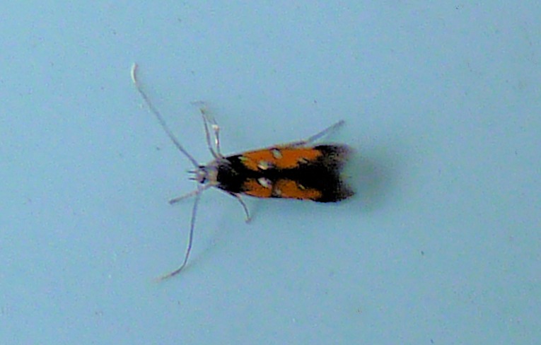 Chrysoclista lathamella