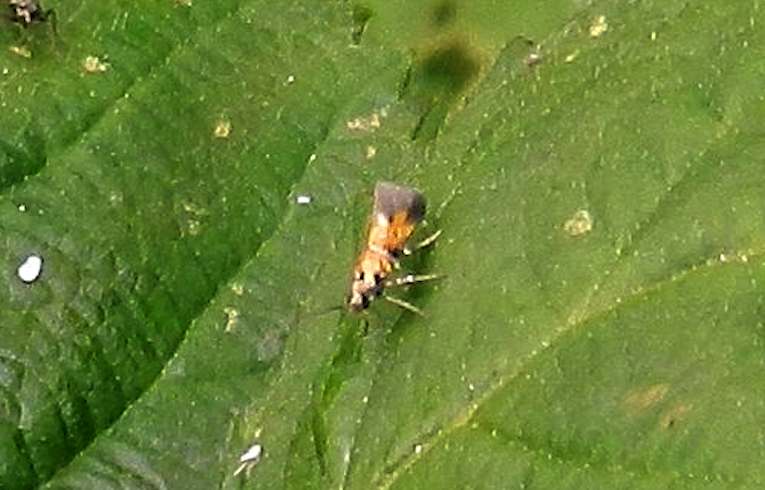Chrysoesthia_drurella