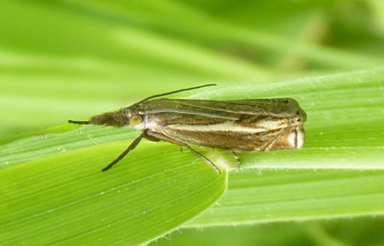 Crambus lathoniellus