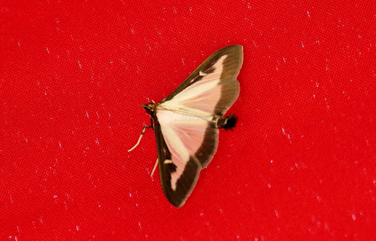 Cydalima perspectalis
