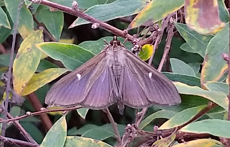 Cydalima perspectalis