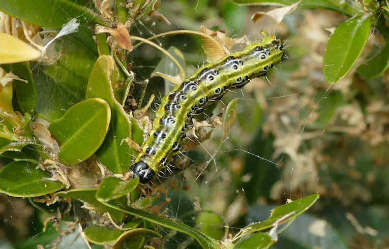 Cydalima perspectalis - larva
