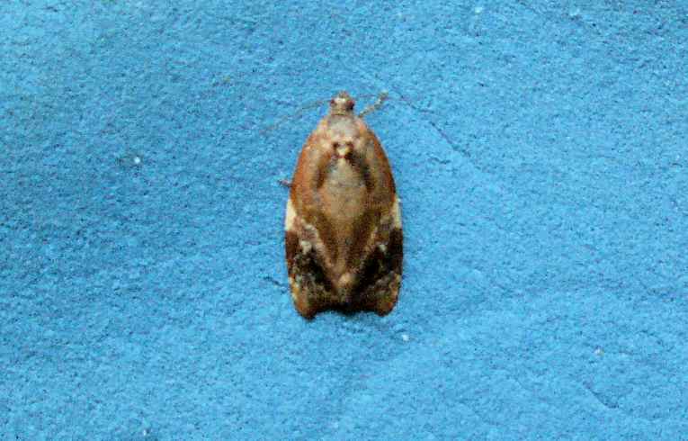 Ditula angustiorana