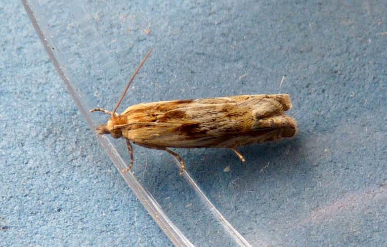 Eucosoma cana