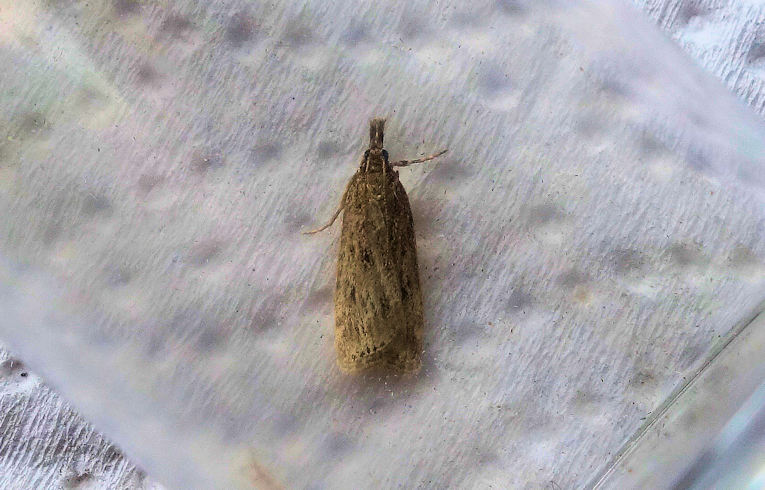 Eudonia pallida
