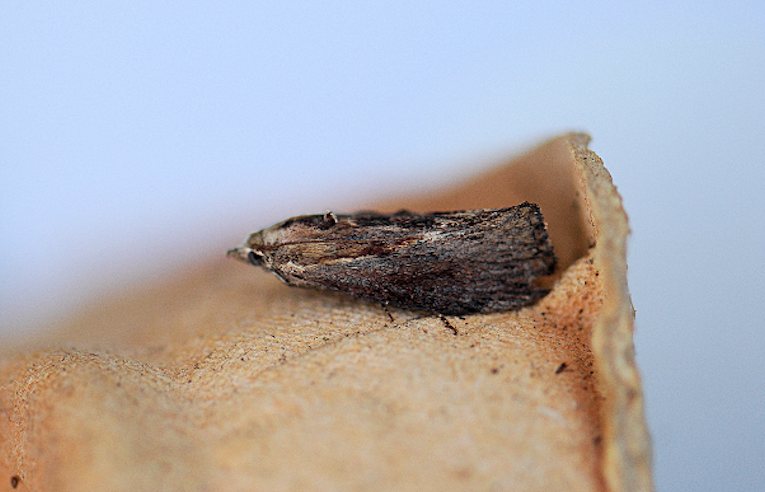 Galleria mellonella