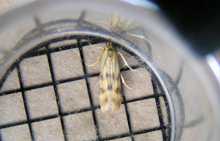 Homoeosoma sinuella
