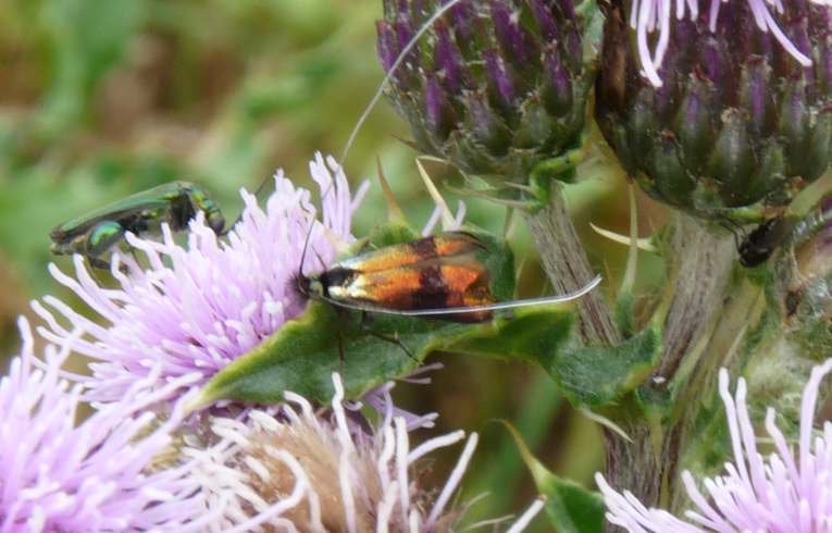 Nemophora fasciella