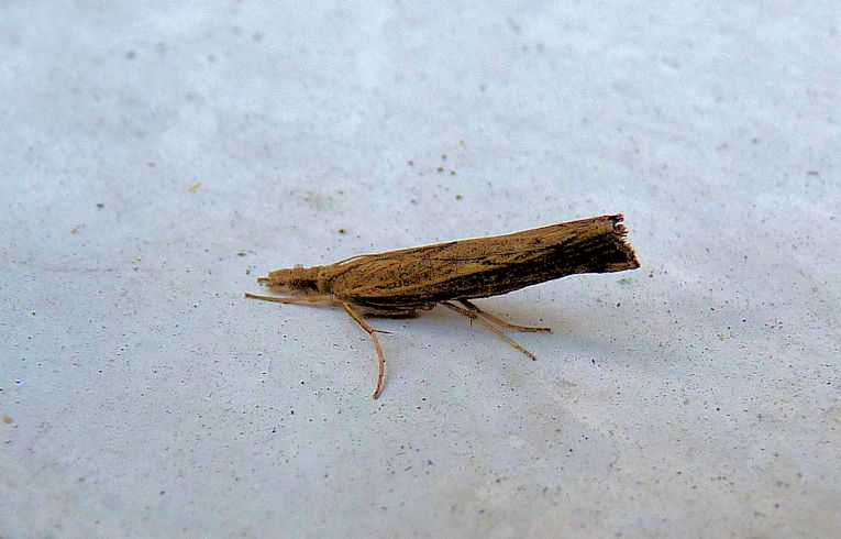 Pediasia contaminella