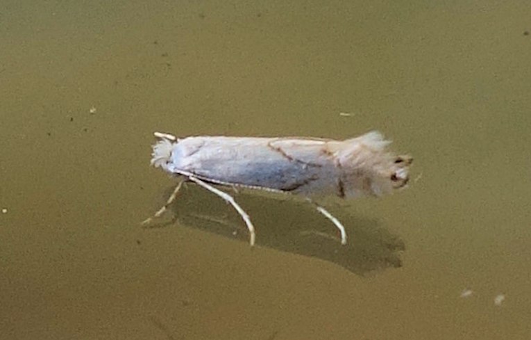 Phyllonorycter harrisella