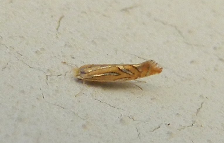 Phyllonorycter messaniella