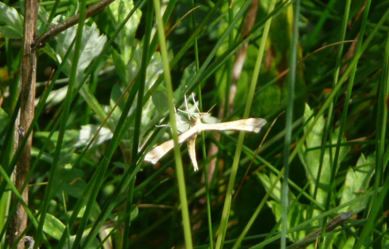 Platyptilia pallidactyla