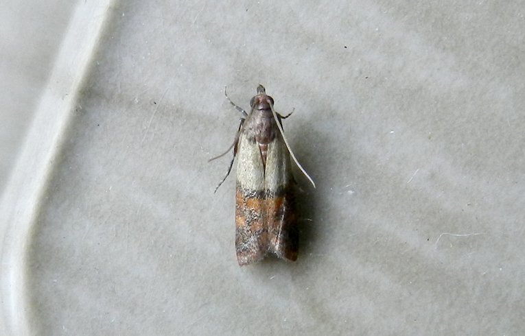 Plodia interpunctella