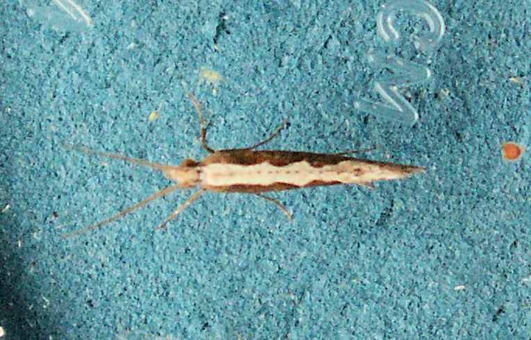 Plutella xylostella