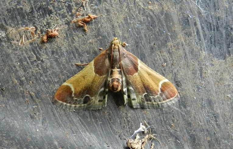 Pyralis farinalis