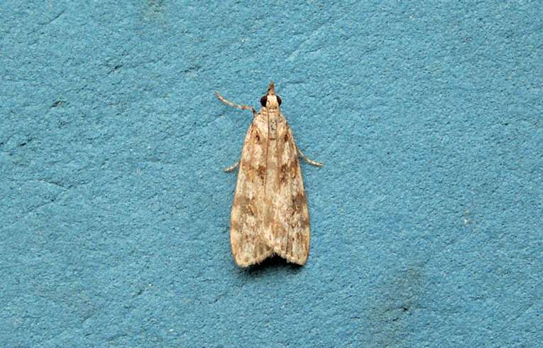 Scoparia ambigualis