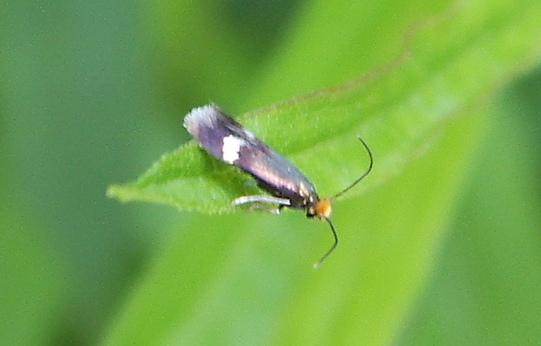 Stigmella aurella