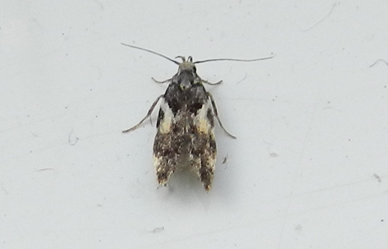 Teleiodes luculella