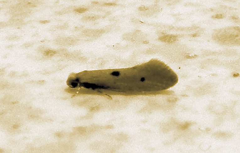 Tinea trinotella