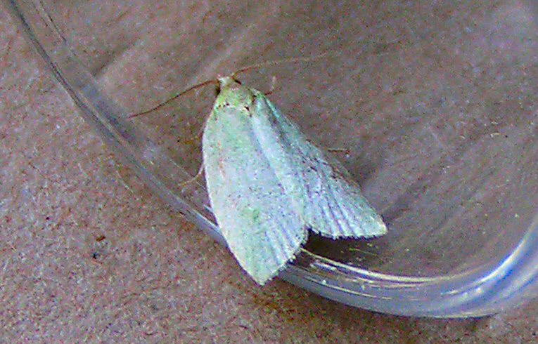 Tortrix viridana