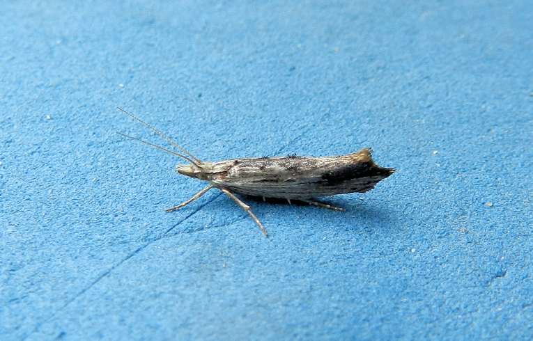 Ypsolopha scabrella