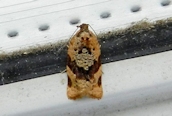 Acleris variegana