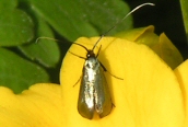 Adela reaumurella